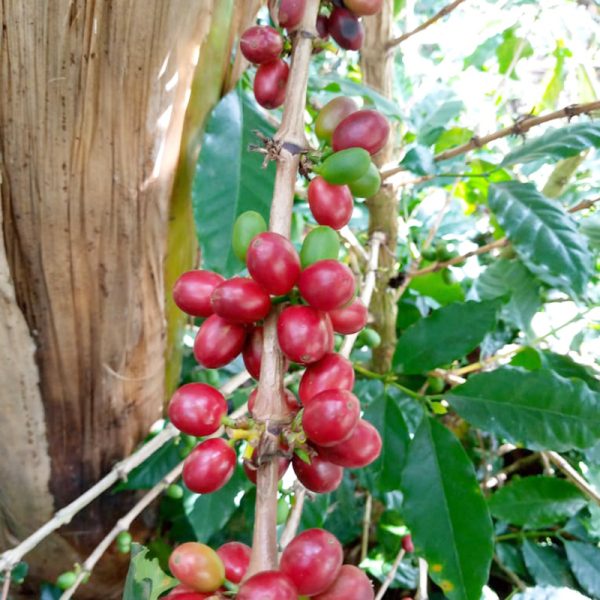 Colombian Coffee